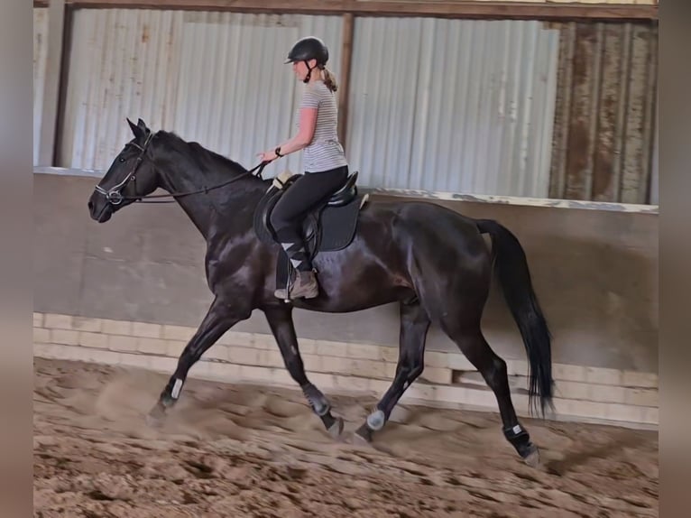Westphalian Gelding 4 years 17,2 hh Black in Leopoldsh&#xF6;he