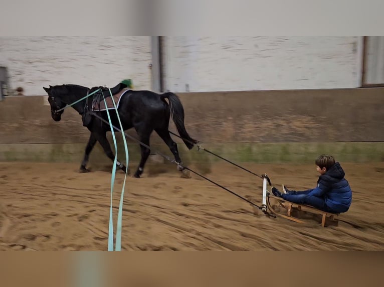 Westphalian Gelding 4 years 17,2 hh Black in Leopoldsh&#xF6;he