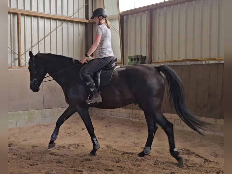 Westphalian Gelding 4 years 17,2 hh Black in Leopoldsh&#xF6;he
