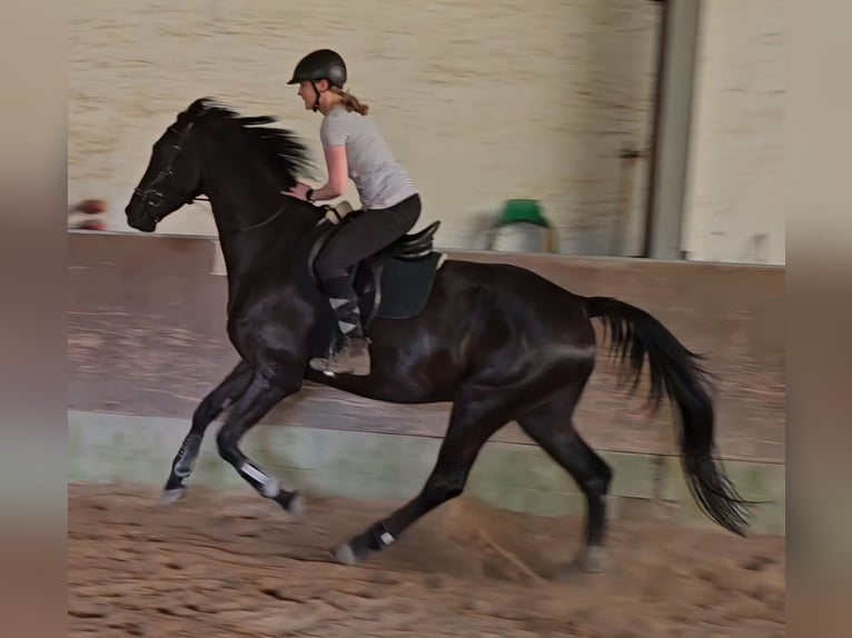 Westphalian Gelding 4 years 17,2 hh Black in Leopoldsh&#xF6;he