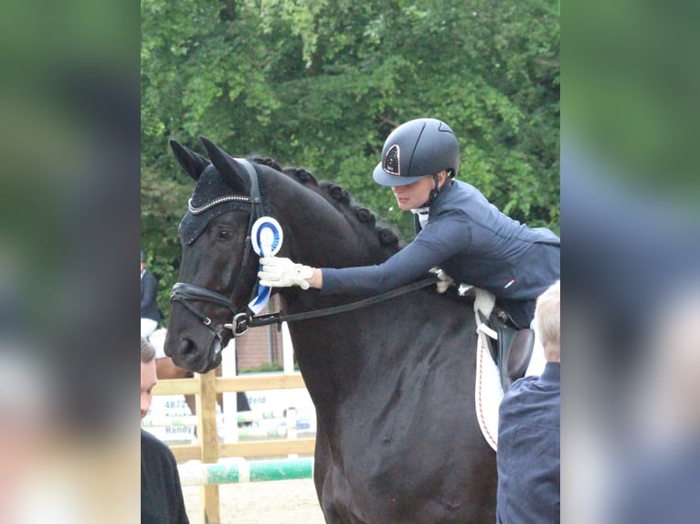 Westphalian Gelding 4 years 18 hh Black in Rosendahl-Osterwick