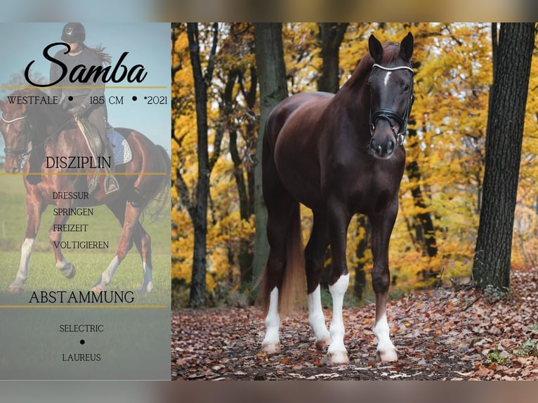 Westphalian Gelding 4 years 18 hh Chestnut in Nettersheim