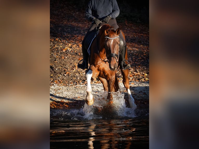 Westphalian Gelding 4 years 18 hh Chestnut in Nettersheim