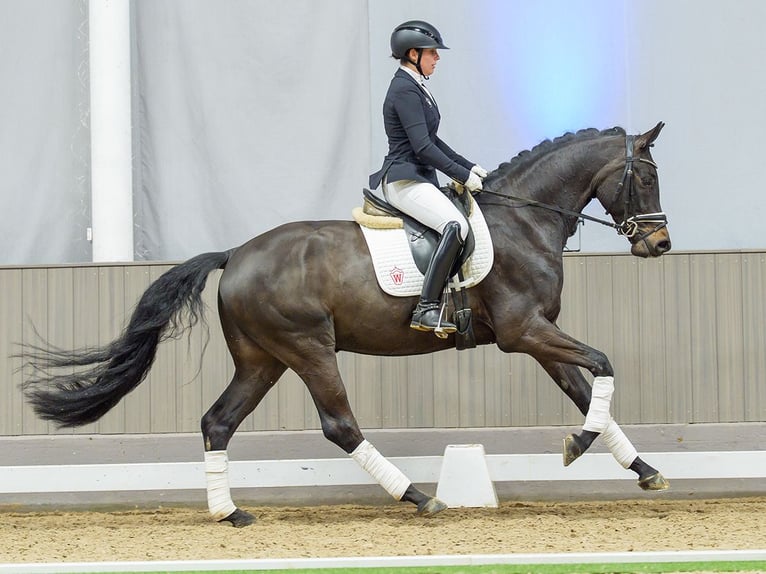 Westphalian Gelding 4 years Bay-Dark in Münster-Handorf