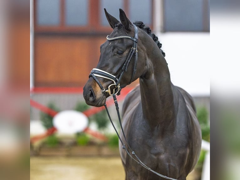 Westphalian Gelding 4 years Bay-Dark in Münster-Handorf