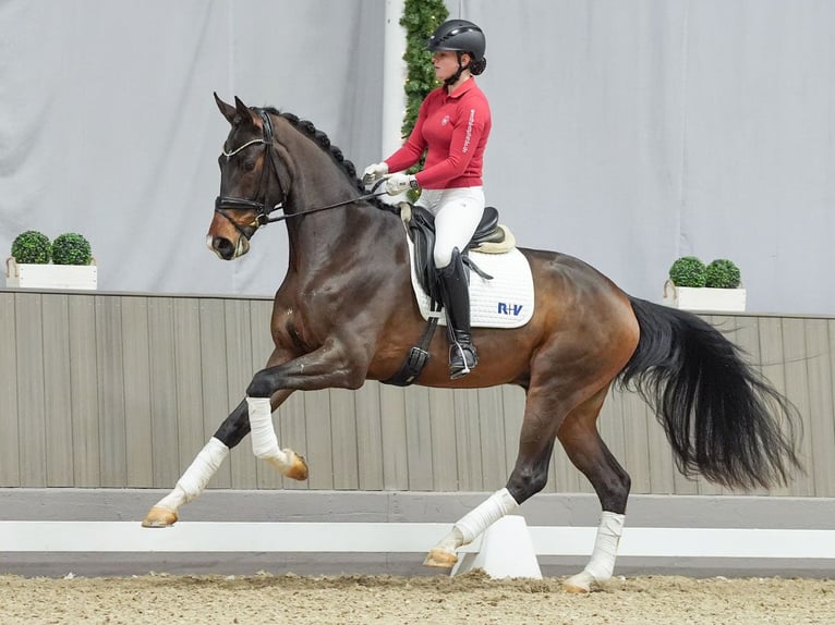 Westphalian Gelding 4 years Bay-Dark in Münster-Handorf