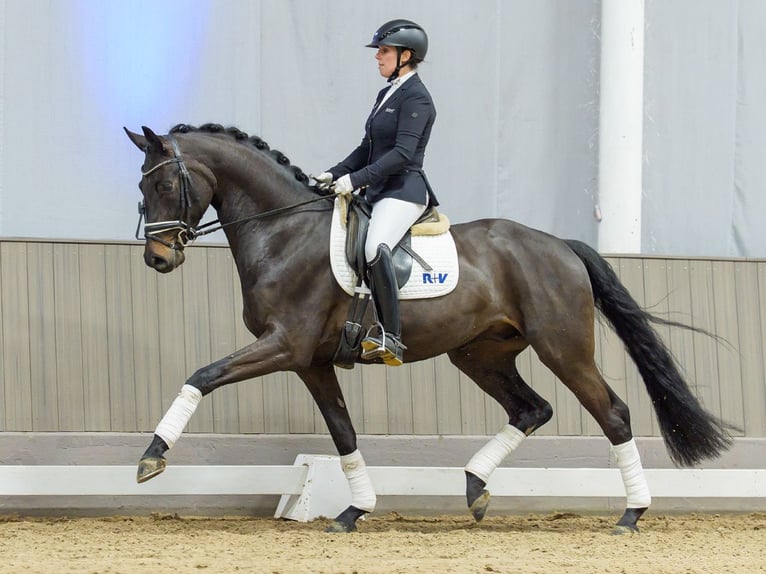 Westphalian Gelding 4 years Bay-Dark in Münster-Handorf