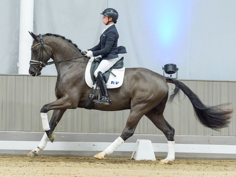 Westphalian Gelding 4 years Black in Münster-Handorf