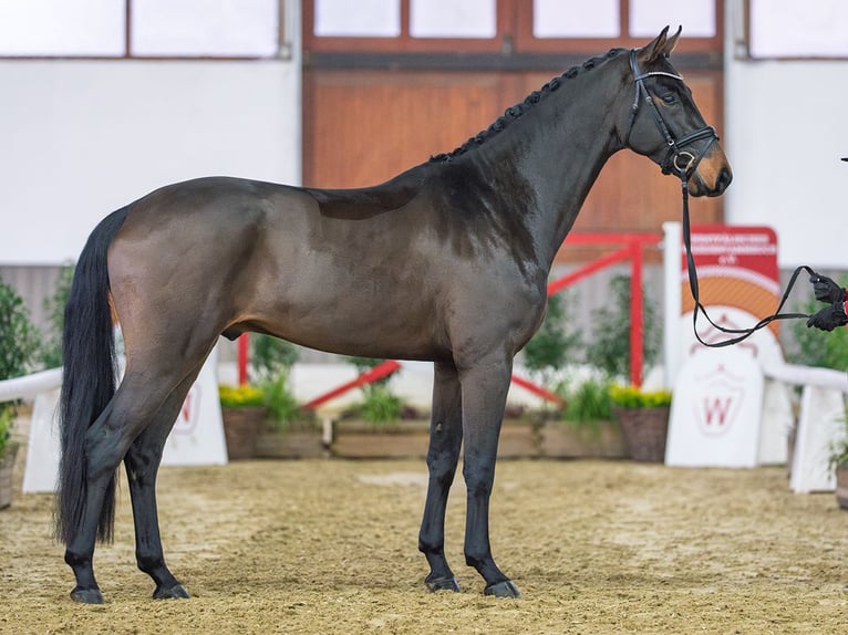 Westphalian Gelding 4 years Brown in Münster-Handorf