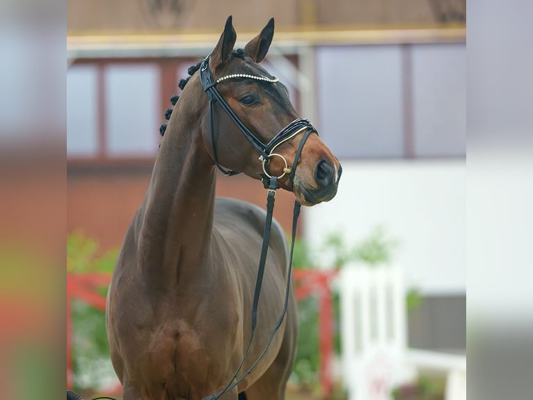 Westphalian Gelding 4 years Brown in Münster-Handorf