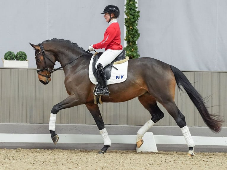 Westphalian Gelding 4 years Brown in Münster-Handorf