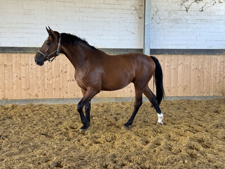 Westphalian Gelding 4 years Brown in Weilerswist