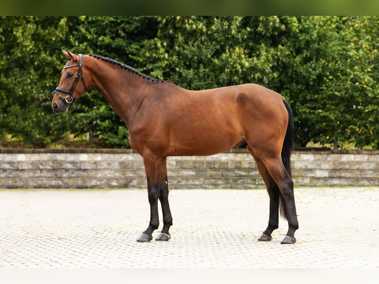 Westphalian Gelding 4 years Brown in Bocholt