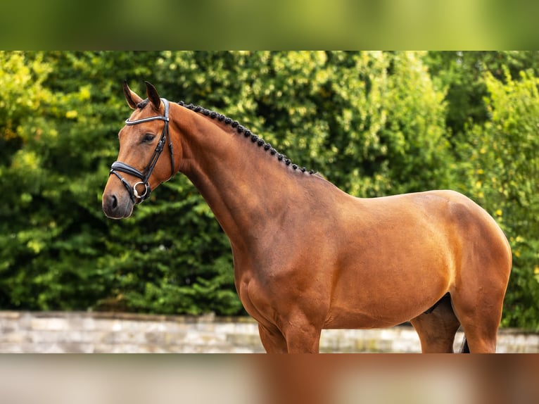 Westphalian Gelding 4 years Brown in Bocholt
