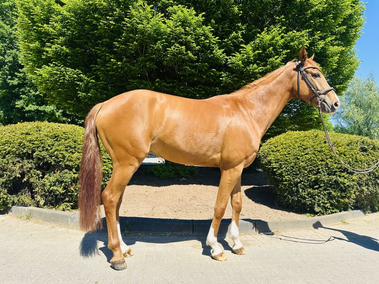 Westphalian Gelding 4 years Chestnut-Red in Z&#xFC;lpich