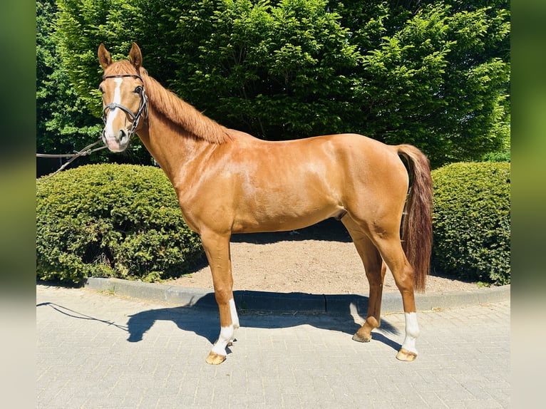 Westphalian Gelding 4 years Chestnut-Red in Z&#xFC;lpich