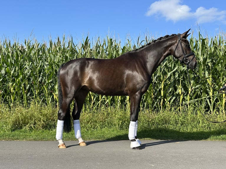 Westphalian Gelding 4 years in Schwanewede