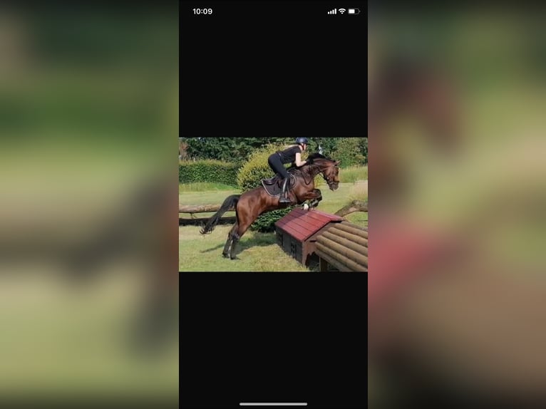 Westphalian Gelding 5 years 15,2 hh Brown in Altenberge