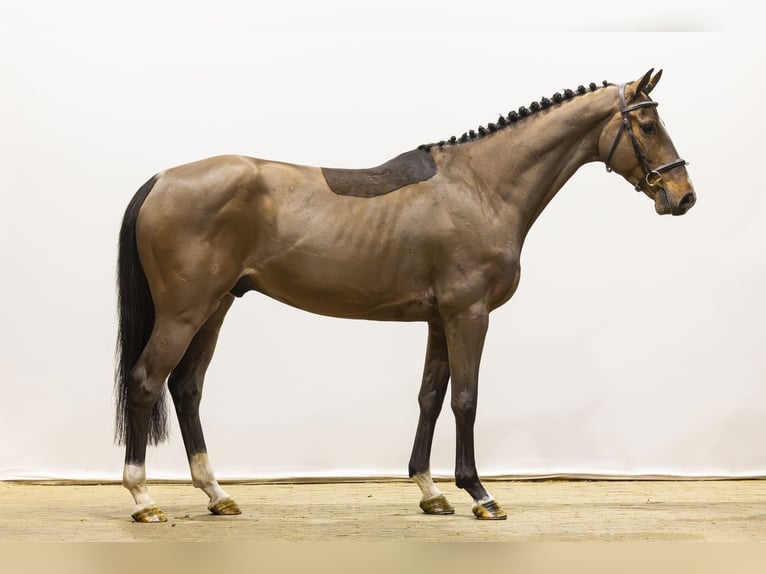 Westphalian Gelding 5 years 15.2 hh Brown in Waddinxveen