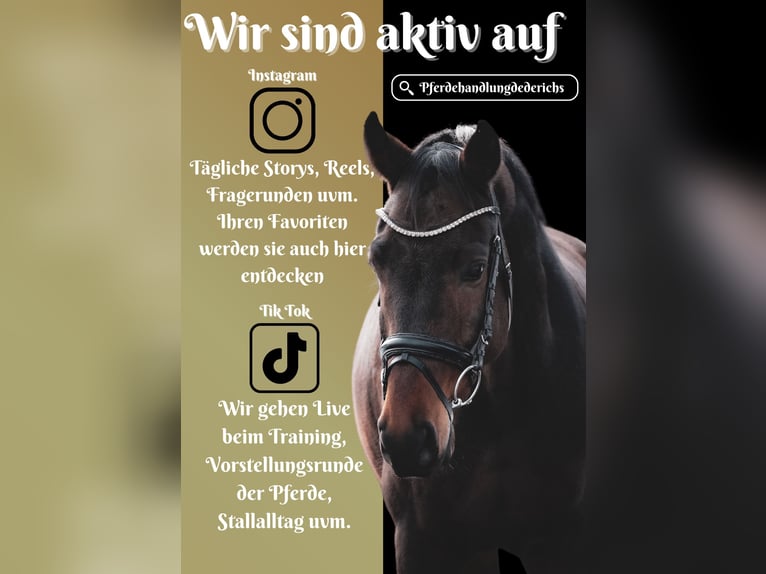 Westphalian Gelding 5 years 15,3 hh Brown in Nettersheim