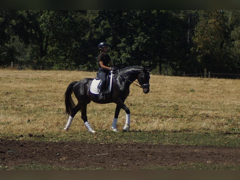 Westphalian Gelding 5 years 15.3 hh Smoky-Black in Iserlohn