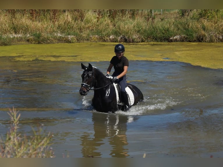 Westphalian Gelding 5 years 15.3 hh Smoky-Black in Iserlohn