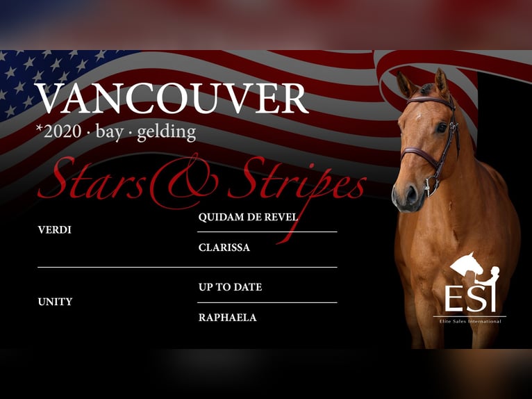 Westphalian Gelding 5 years 15,3 hh Brown in Lastrup