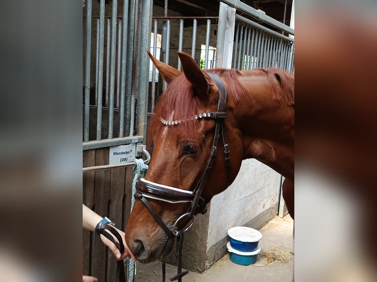 Westphalian Gelding 5 years 15,3 hh Chestnut-Red in Braunschweig