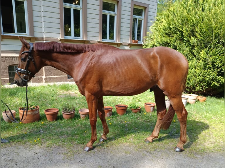 Westphalian Gelding 5 years 15,3 hh Chestnut-Red in Braunschweig
