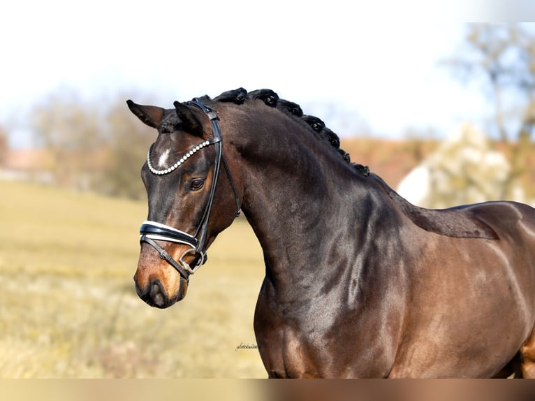Westphalian Gelding 5 years 16.1 hh Bay-Dark in Lehrberg