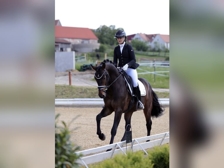 Westphalian Gelding 5 years 16.1 hh Bay-Dark in Lehrberg