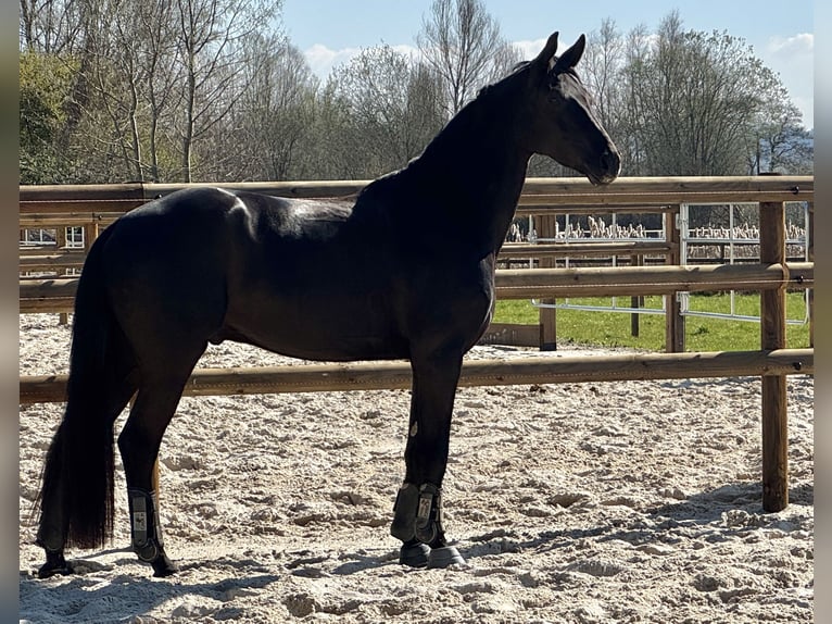Westphalian Gelding 5 years 16.1 hh Black in Bochum