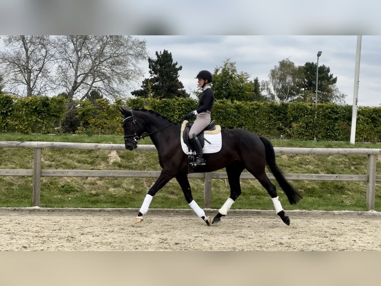 Westphalian Gelding 5 years 16,1 hh Black in Münster