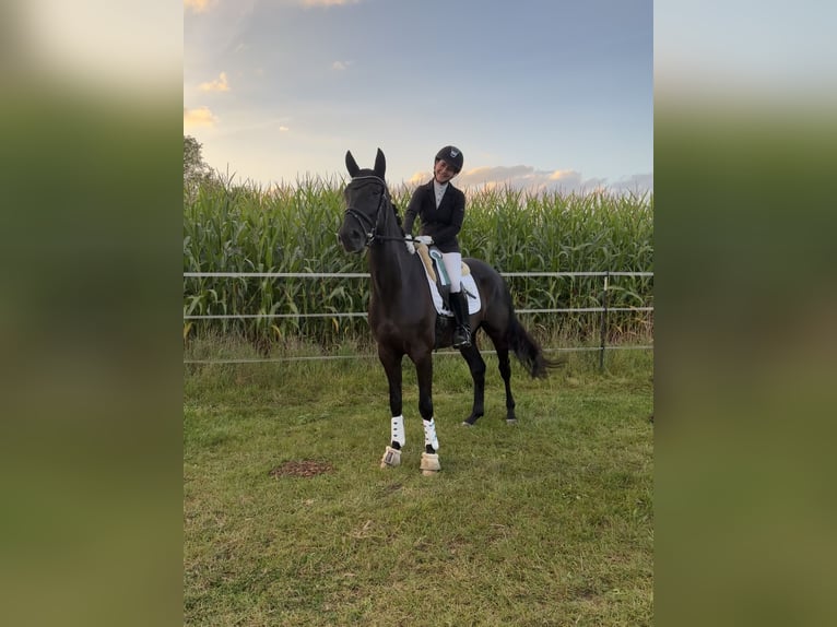 Westphalian Gelding 5 years 16,1 hh Black in Münster