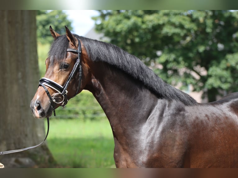 Westphalian Gelding 5 years 16,1 hh Black in Rees