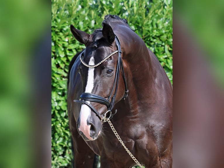 Westphalian Gelding 5 years 16,1 hh Black in Greven