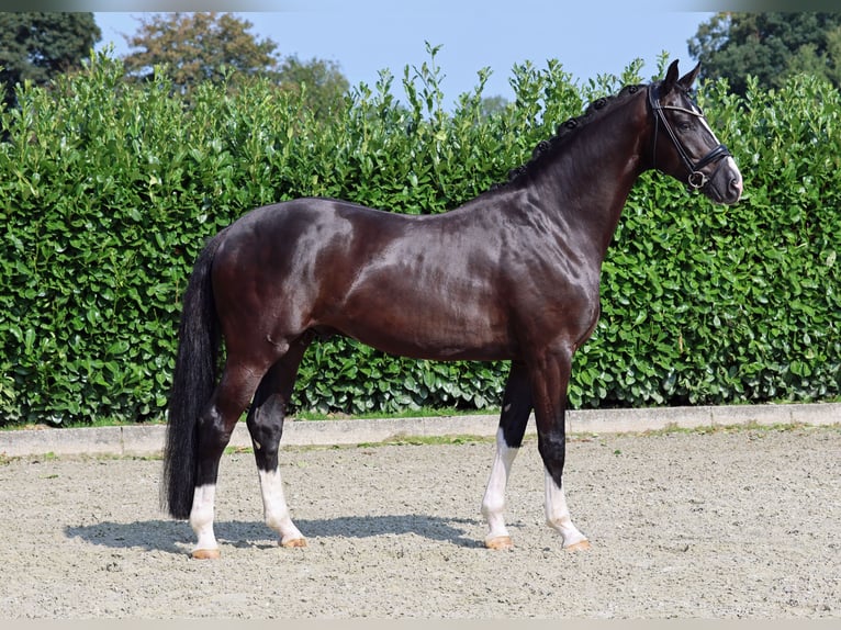 Westphalian Gelding 5 years 16,1 hh Black in Greven