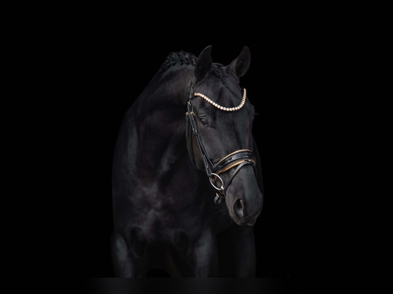 Westphalian Gelding 5 years 16,1 hh Black in Wehringen