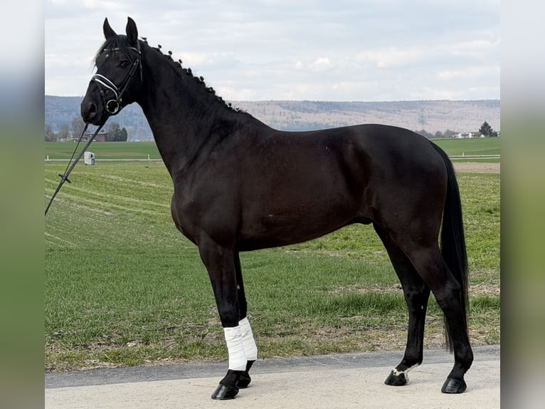 Westphalian Gelding 5 years 16.1 hh Black in Riedlingen