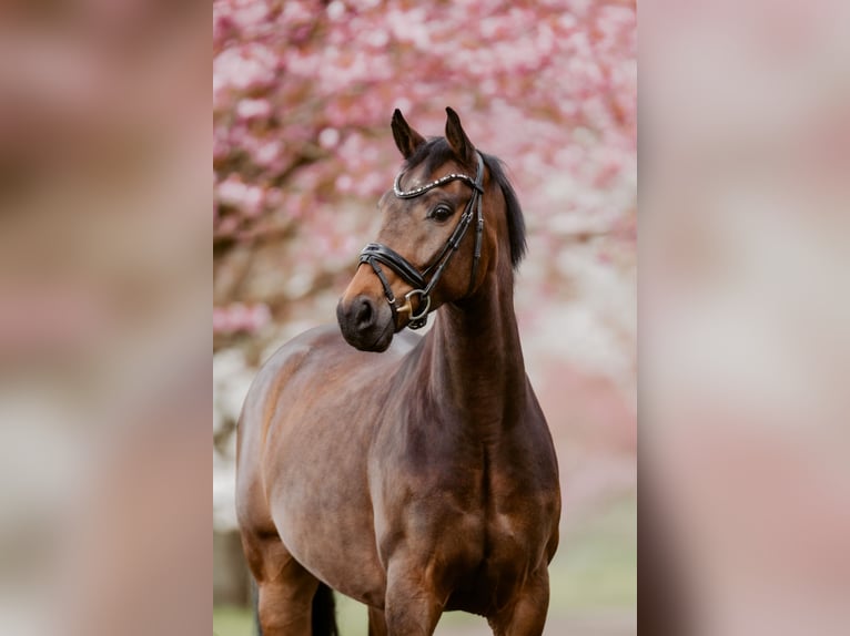 Westphalian Gelding 5 years 16.1 hh Brown in Dorsten