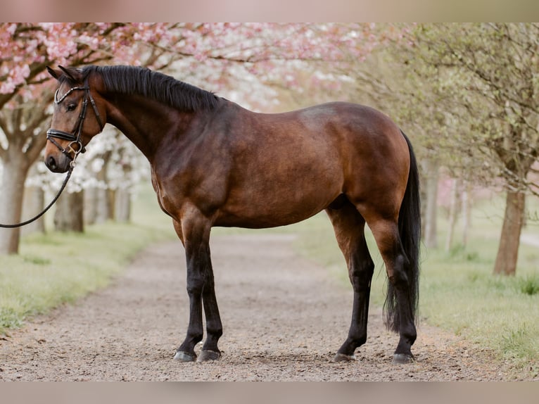 Westphalian Gelding 5 years 16.1 hh Brown in Dorsten