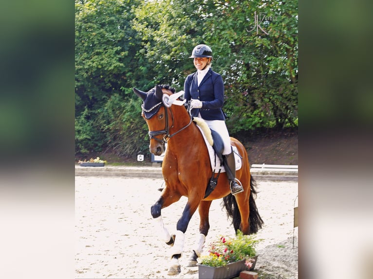 Westphalian Gelding 5 years 16.1 hh Brown in Kempen