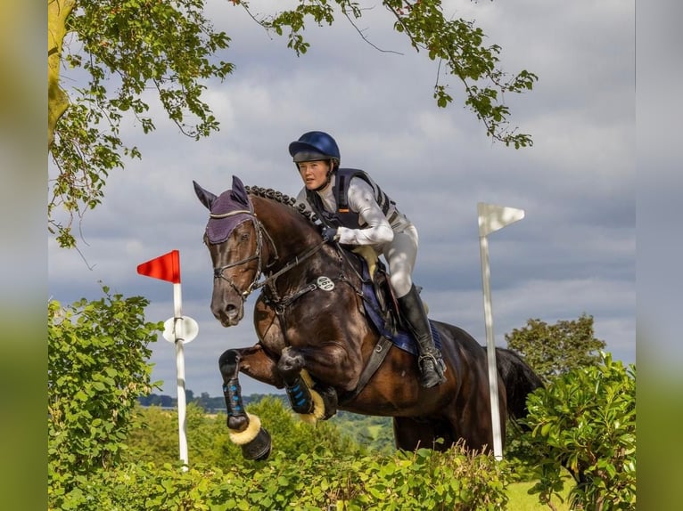 Westphalian Gelding 5 years 16,1 hh Brown in Rhede