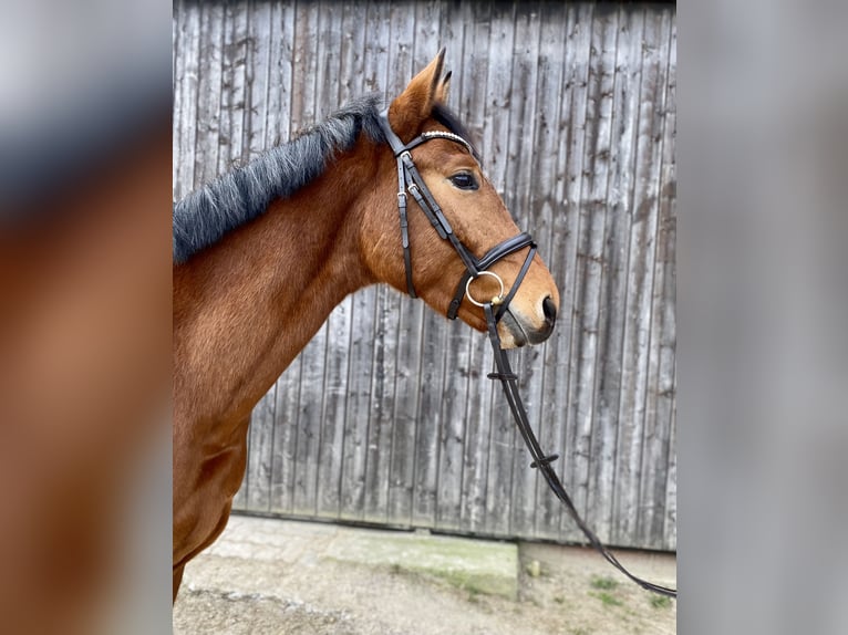 Westphalian Gelding 5 years 16,1 hh Brown-Light in Königslutter am Elm