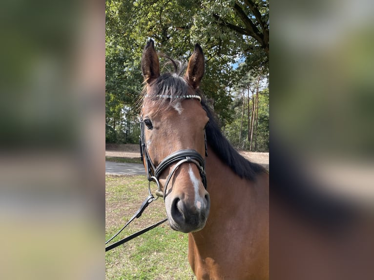 Westphalian Gelding 5 years 16,1 hh Brown in Versmold
