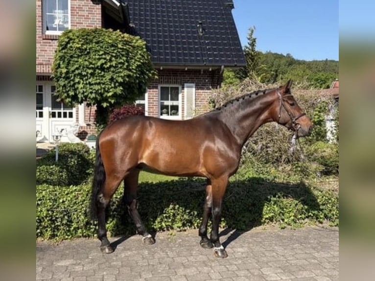 Westphalian Gelding 5 years 16.1 hh Brown in Wächtersbach