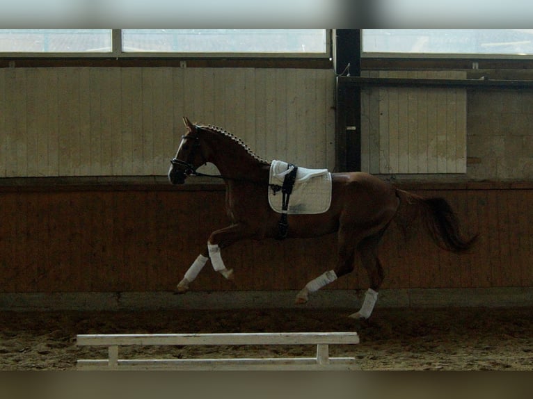 Westphalian Gelding 5 years 16,1 hh Chestnut-Red in Iserlohn