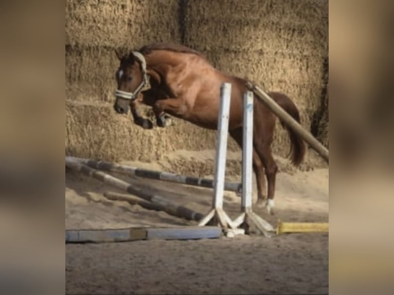 Westphalian Gelding 5 years 16.1 hh Chestnut-Red in Gummersbach