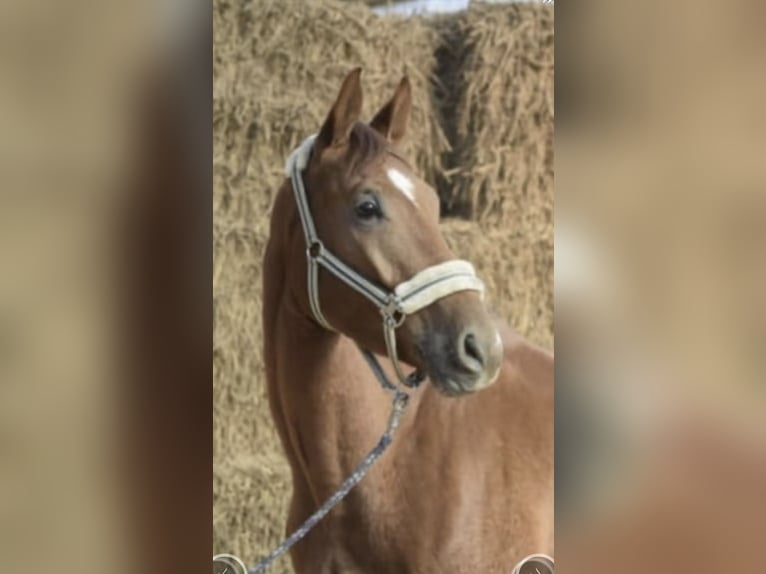 Westphalian Gelding 5 years 16.1 hh Chestnut-Red in GummersbachGummersbach