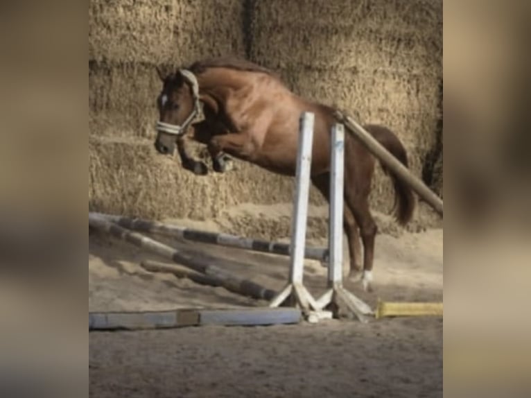 Westphalian Gelding 5 years 16.1 hh Chestnut-Red in GummersbachGummersbach